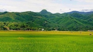 ĐỒNG THANH LIÊN