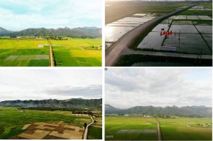 Thanh Liên, vở đẹp vùng thôn quê